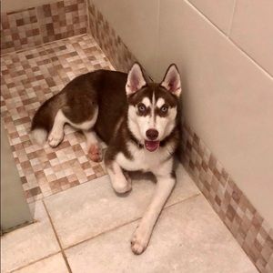 Meet your Posher, Fidel